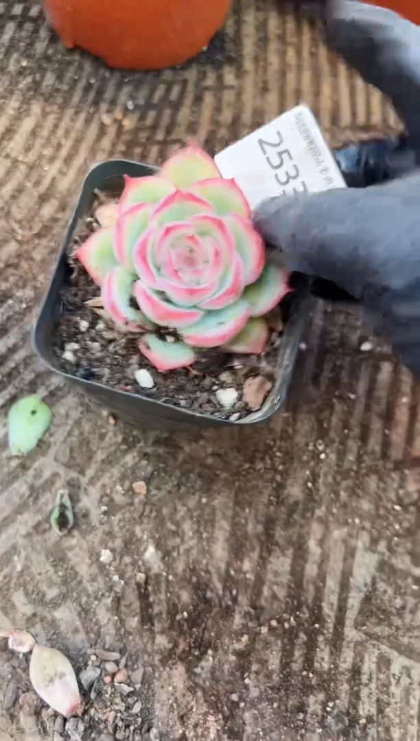 ?多肉植物一物一拍25335