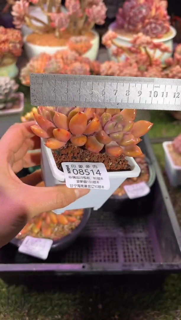 【闪购商品】08514