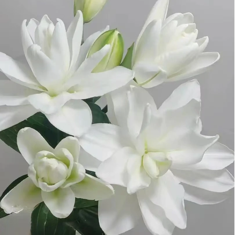 A级白莲花重瓣香水百合多头