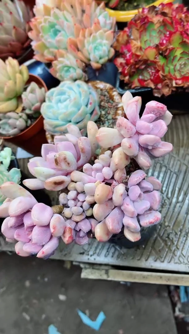 【闪购商品】07045