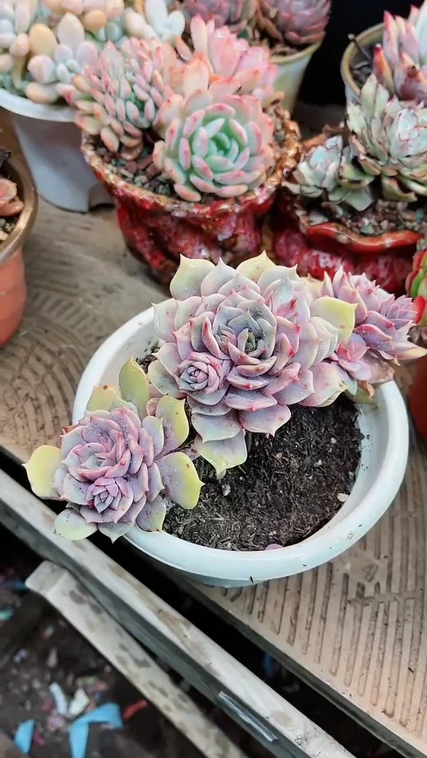 【闪购商品】15096