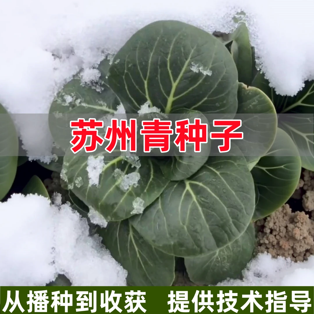 苏州青种子黑甜糯黑大头黑叶矮脚青菜种籽四季青梗小白菜蔬菜孑