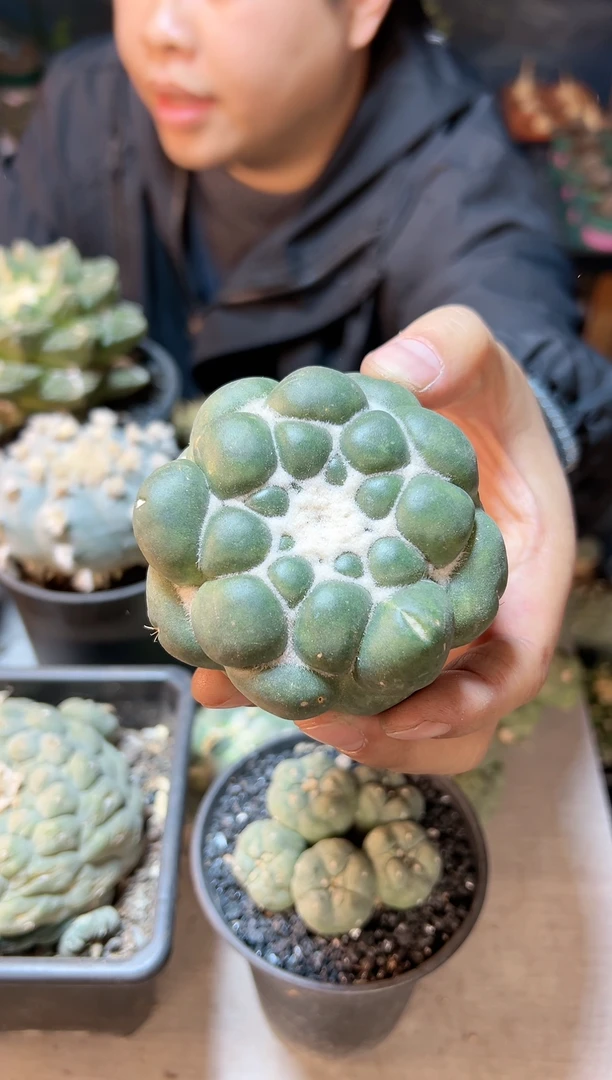 【闪购商品】晚23号自根蜘蛛眼7.7公分小瑕疵