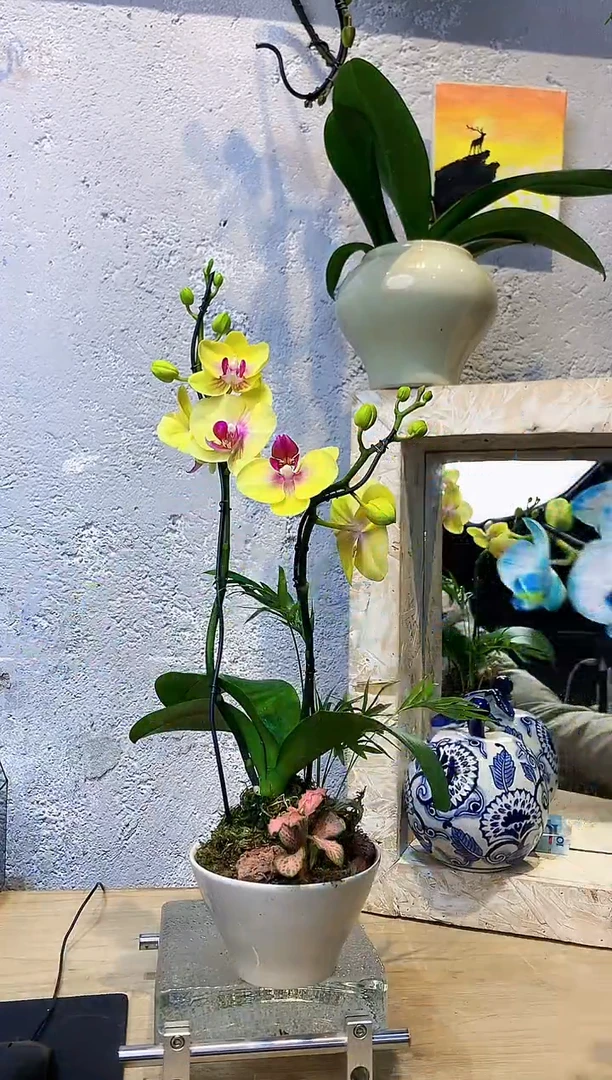 大部分花苞少量开放4小众蝴蝶兰艺术盆景一物一拍