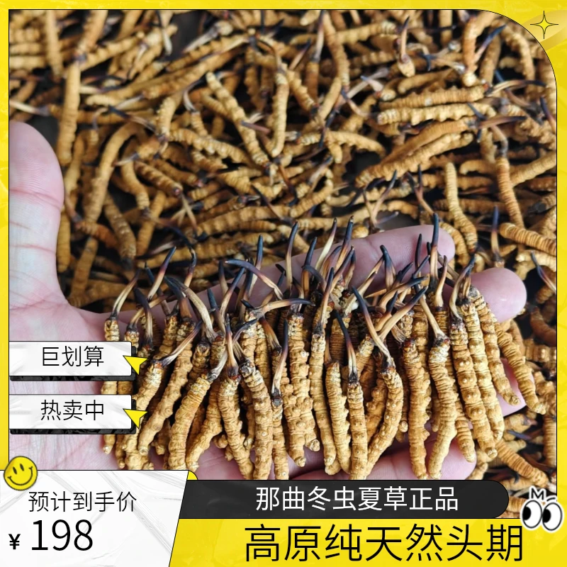 那曲冬虫夏草头期 高海拔 纯天然 西藏直发包邮 正品保证