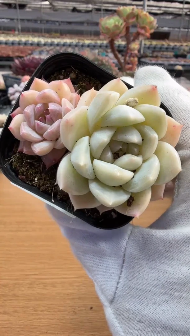 东云多肉园二店-199