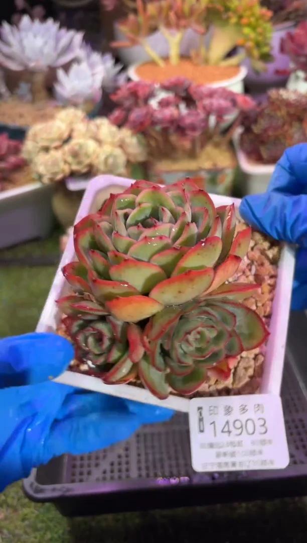 【闪购商品】14903