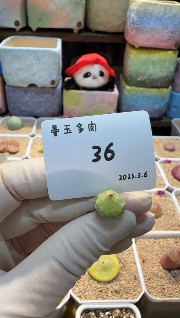 【闪购商品】25.3.6-36富贵儿