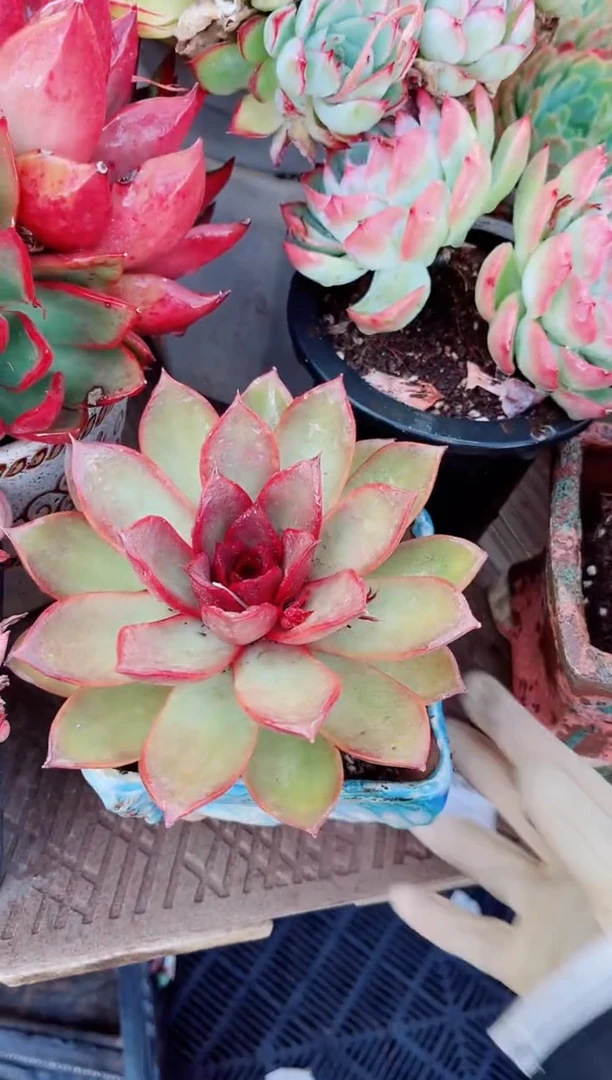 22114多肉植物一物一拍