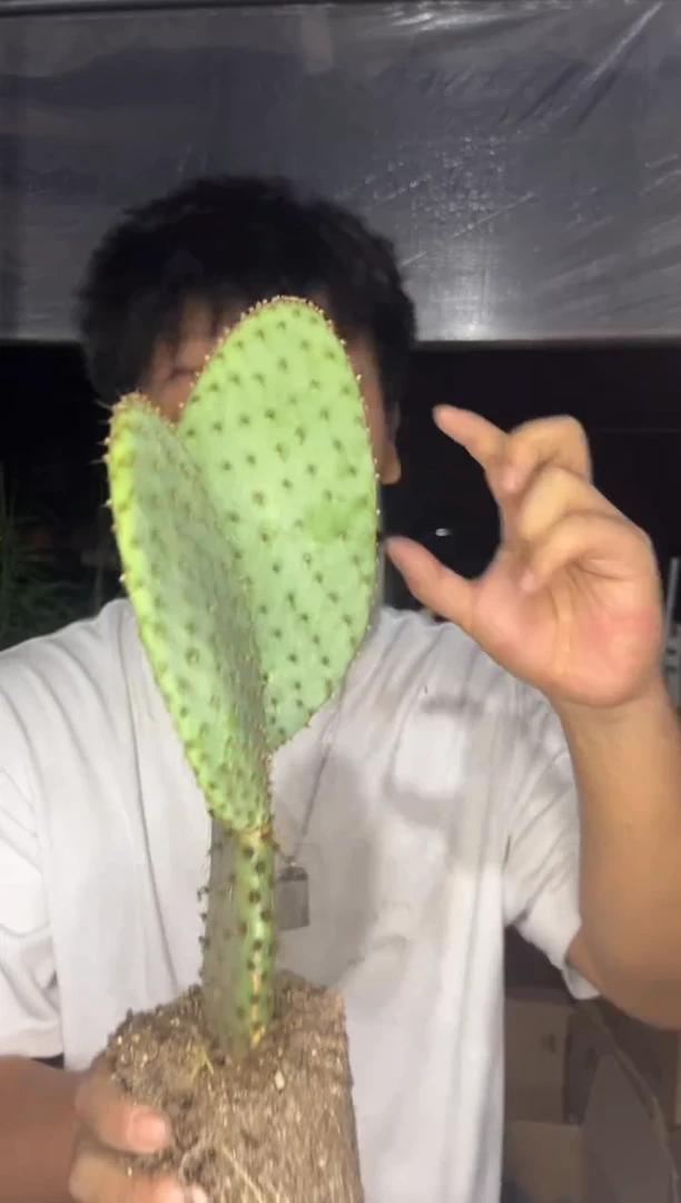 圣丽塔【带根】2个叶片起发