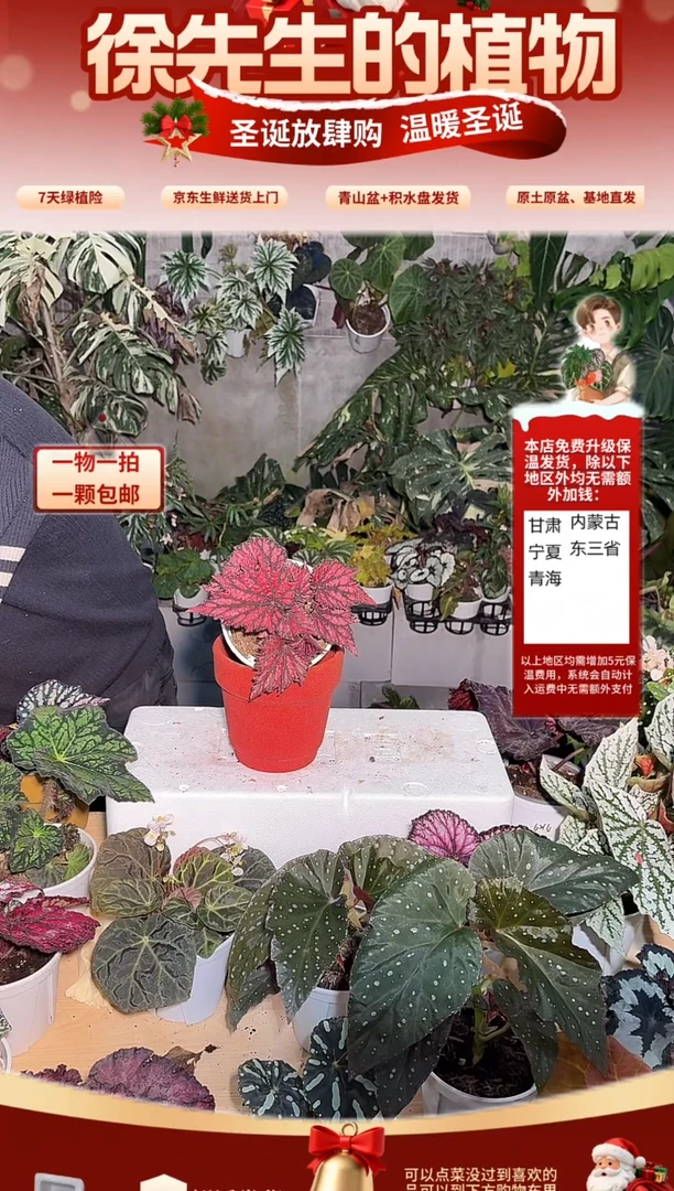 完全开放圣骑士秋海棠