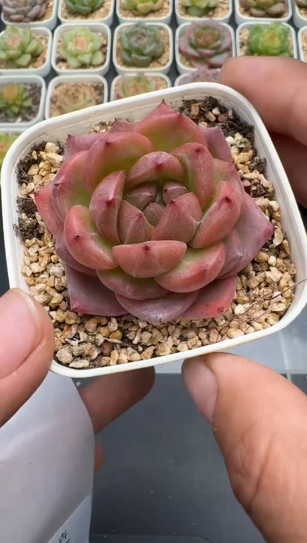 424E云禹多肉植物 带盆土纸巾打包 3颗包邮