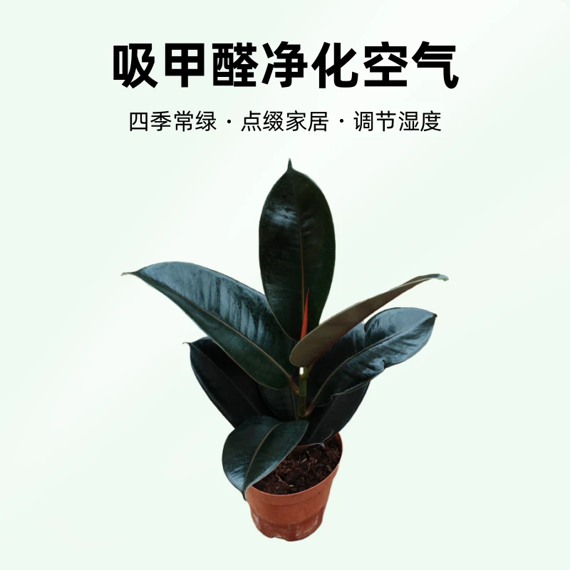 黑金刚橡皮树盆栽室内净化空气绿植