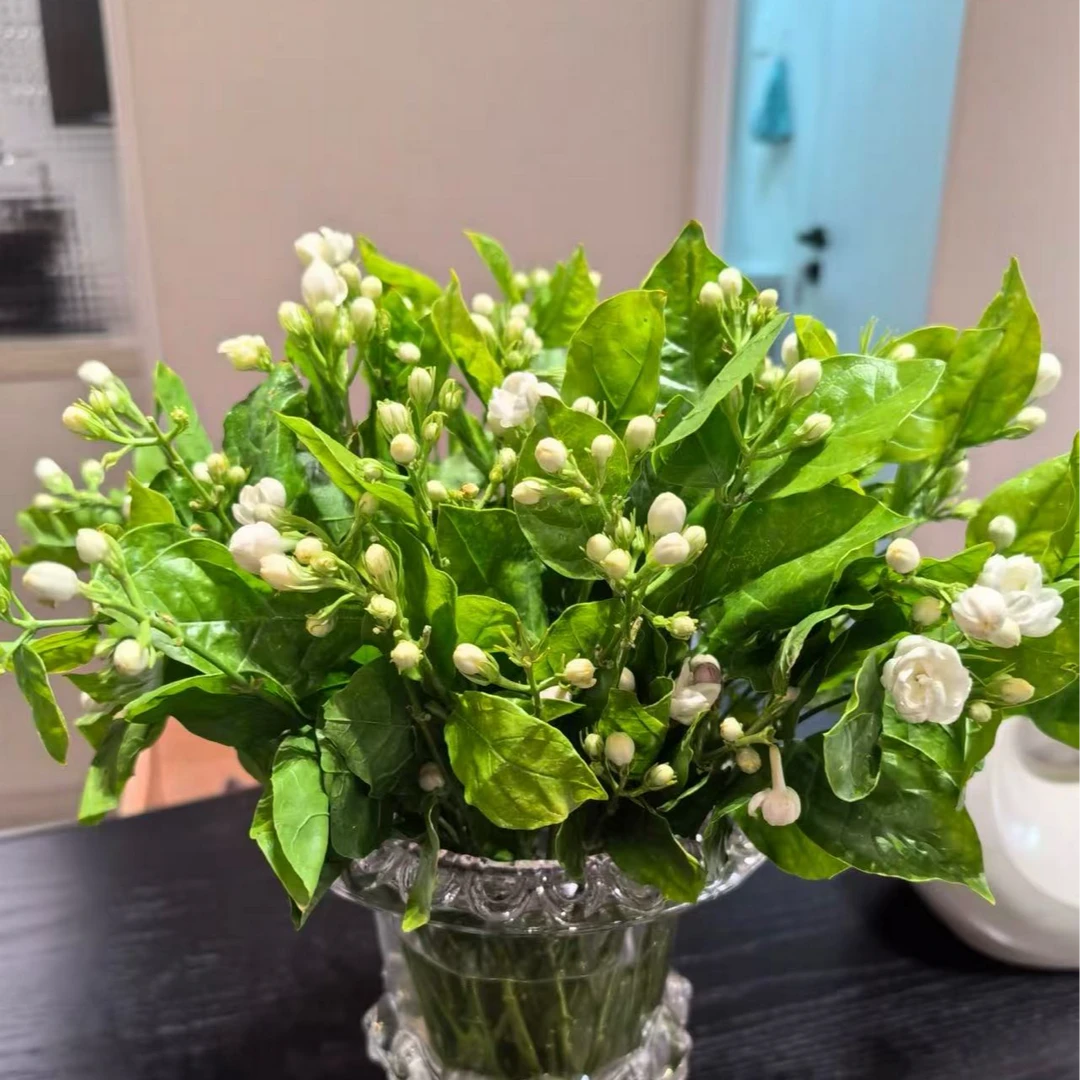 带香味的茉莉花   任意买2单送鲜花一束，升级冷链快递送货上门