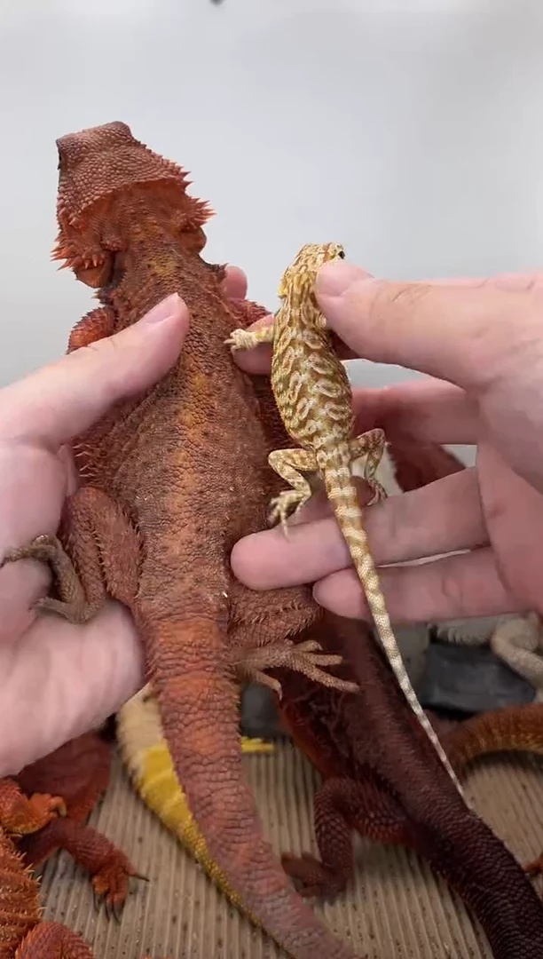 鬃狮蜥000000000001