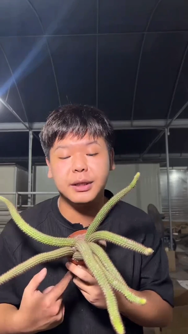 大多头 垂钓金妞【带根】