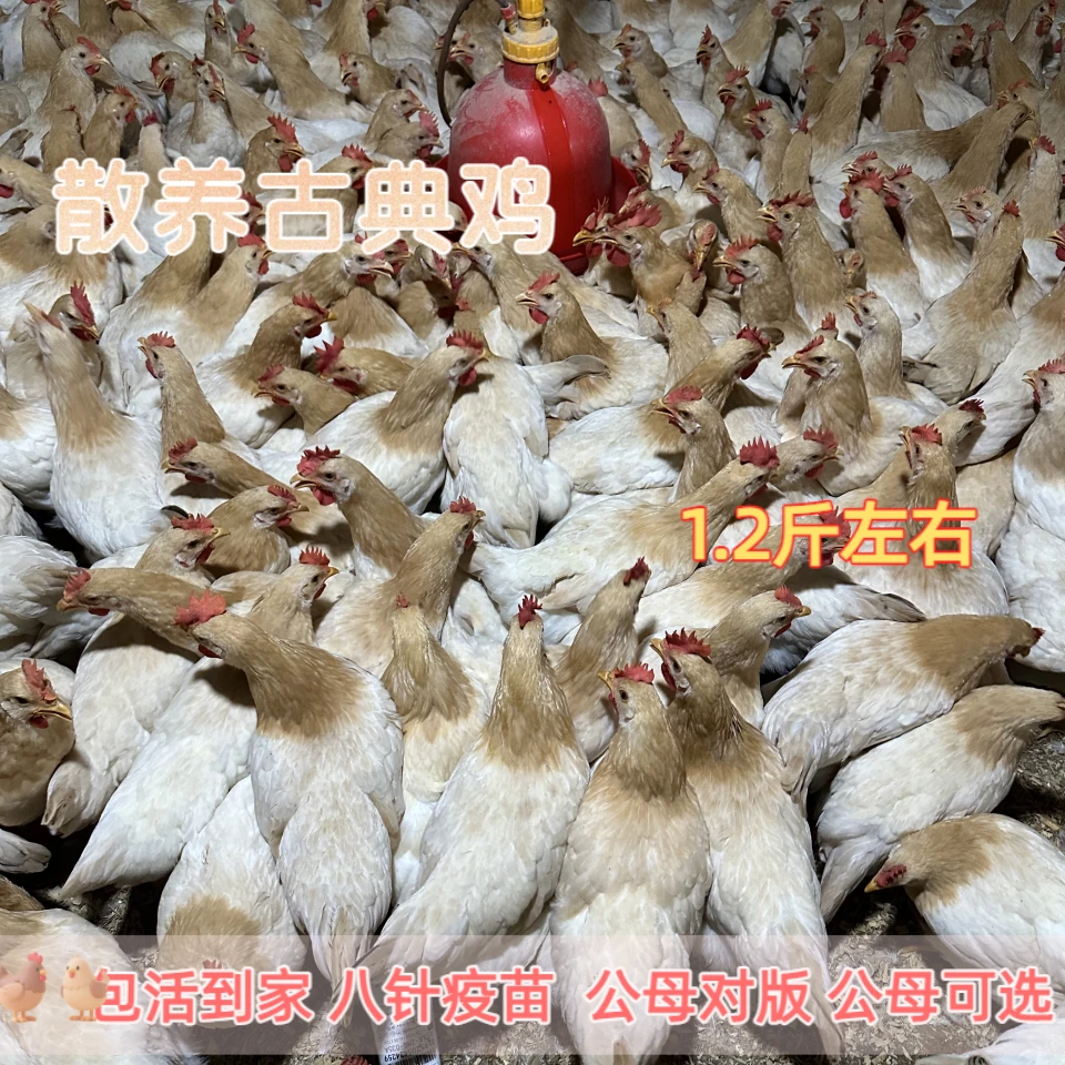 公母可选5只果园散养【杏花鸡】古典鸡好养活芦丁鸡宠物鸡1.2斤左右