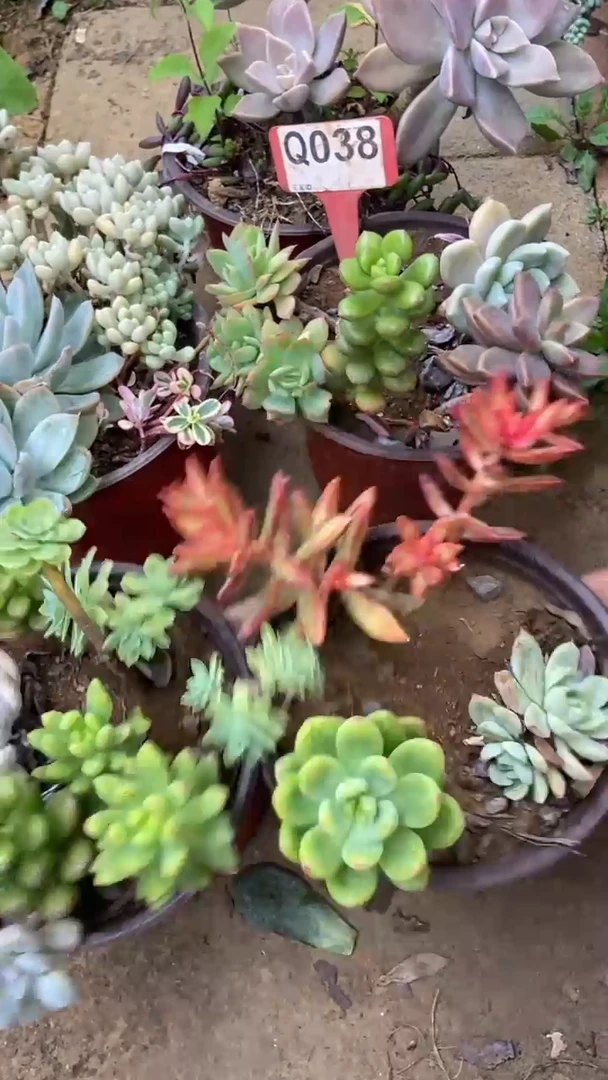 Q038多肉组合默认脱土发货