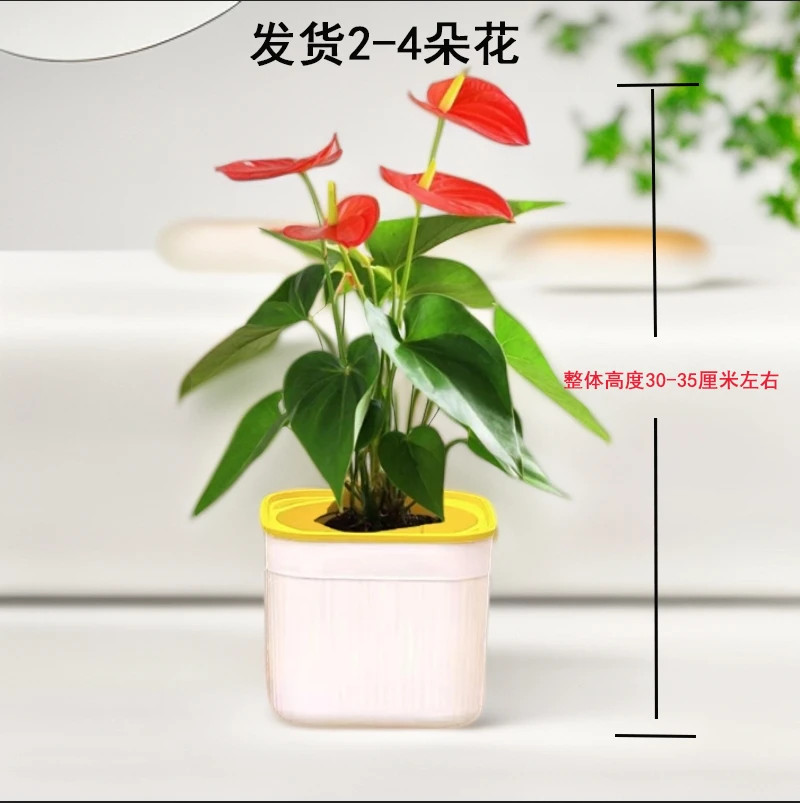 【2-4朵花】红掌盆栽鸿运当头室内客厅好养易活办公室花卉四季开花