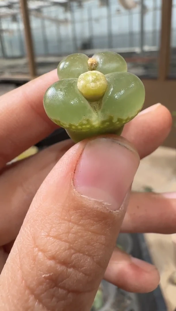 29-80多肉植物肉锥