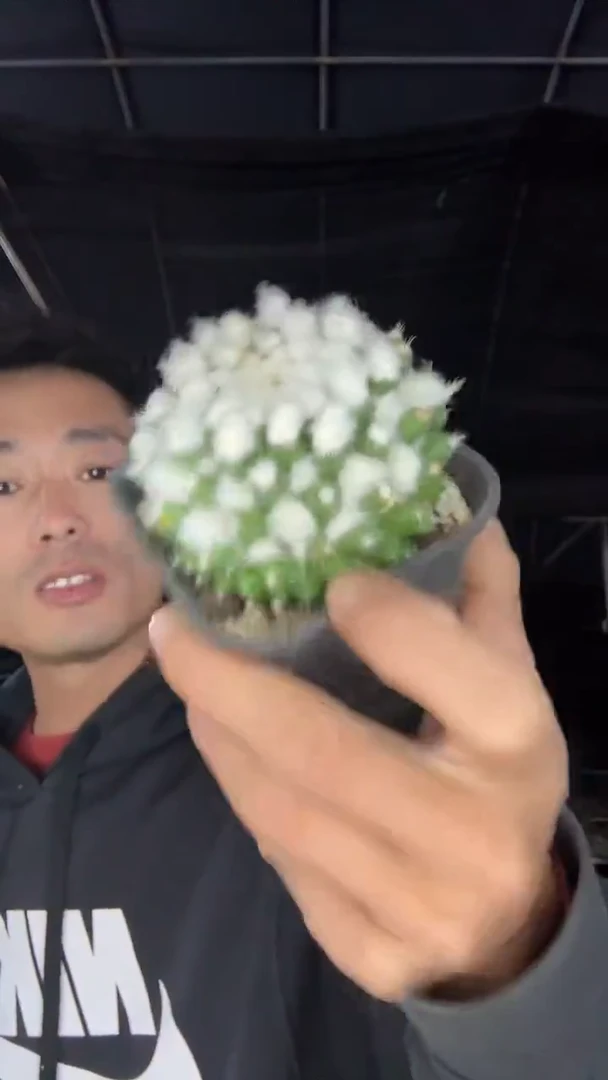 凯**来实生雪糕15.99