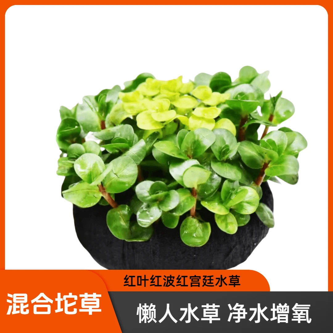 彩波宝塔红宫廷混合水草阴性长期水养植物鱼缸水草鱼缸造景摆件