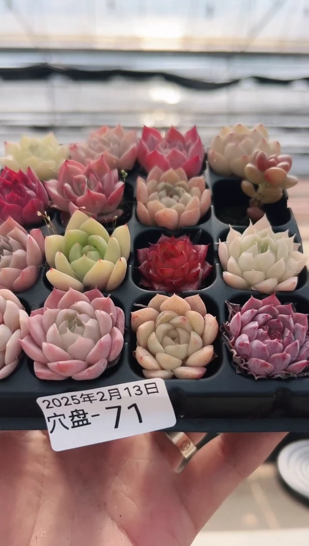 【闪购商品】穴盘-71