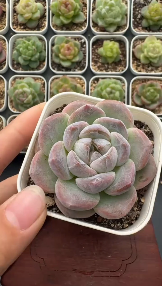 225T带盆土发 当场拍3颗以上包柚 多肉植物 一物一拍