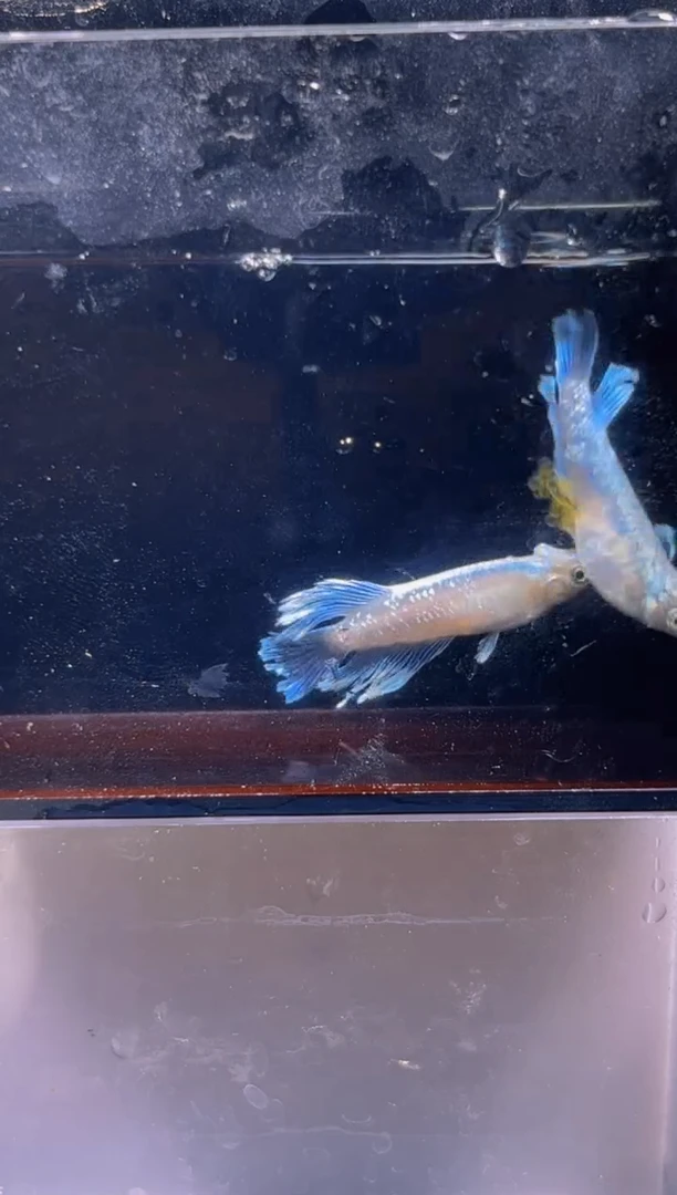 青鳉鱼观背青鳉一物一拍34