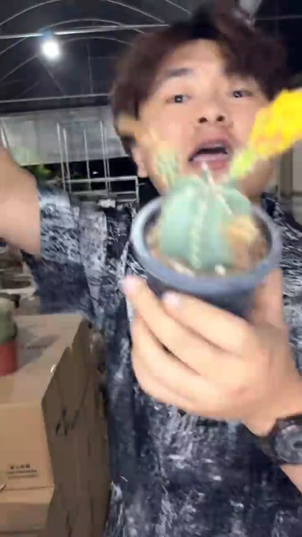 2颗 微刺虾 不指定带花苞