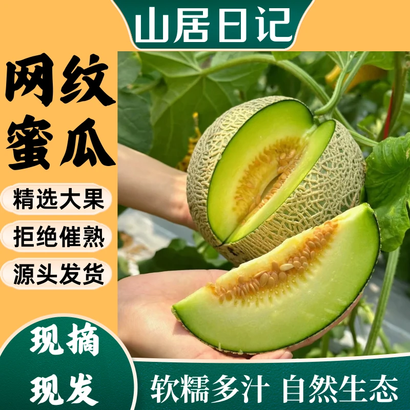 【现摘现发】山东网纹哈蜜瓜纯甜多汁应季高端水果源头供货坏果包赔