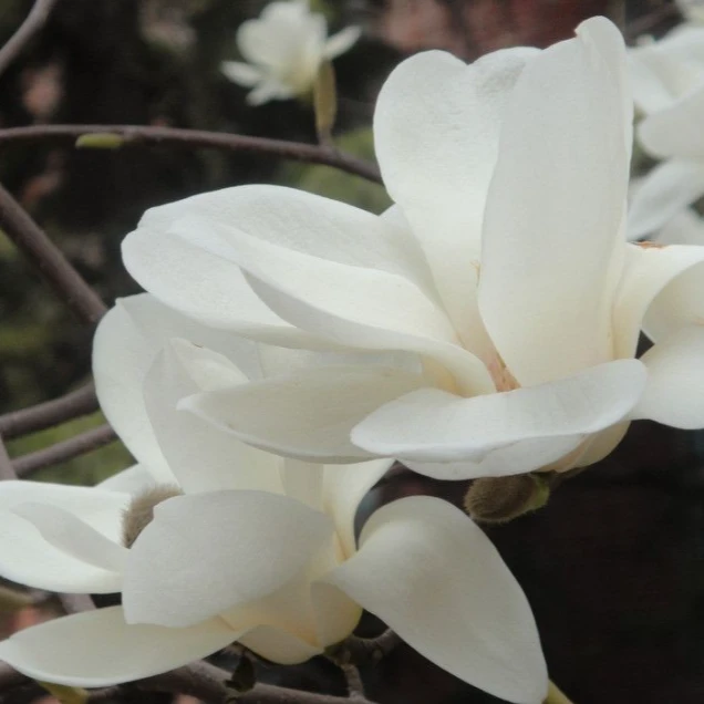 庭院植物 花园植物 一物一拍  玉兰  花 盆 绿植盆栽 树苗 玉兰花