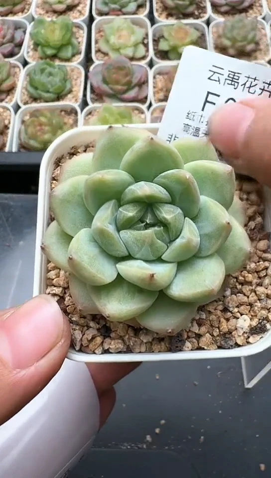 649F云禹多肉植物 默认脱土纸巾打包 3颗包邮