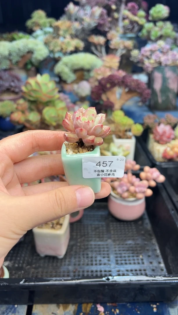 大*娇457           不带盆