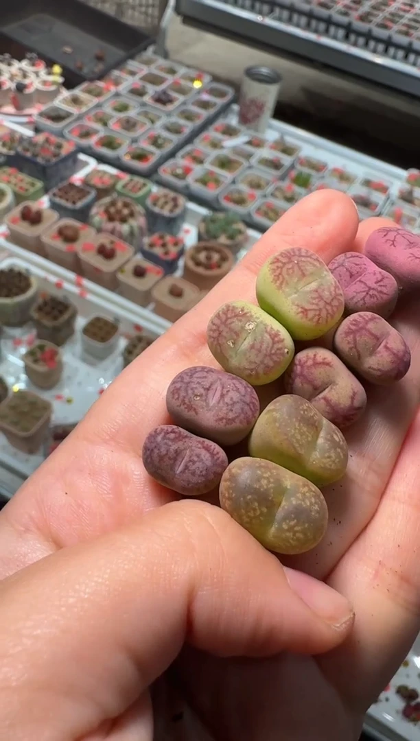 308多肉植物肉锥一颗