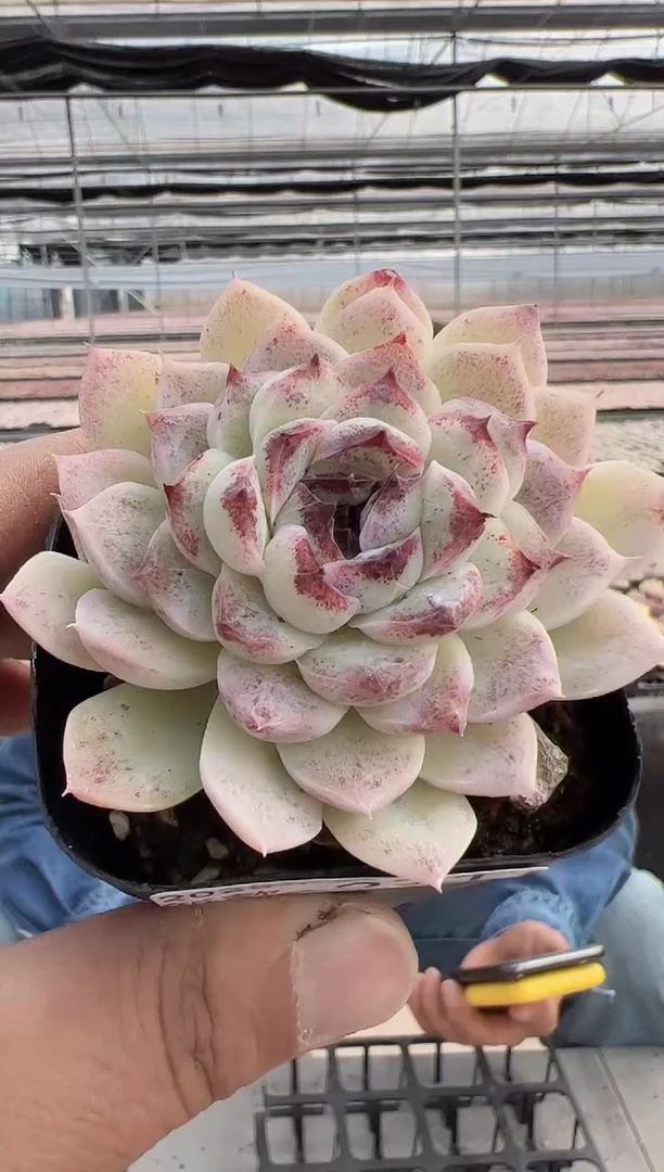 【闪购商品】新款多肉-271