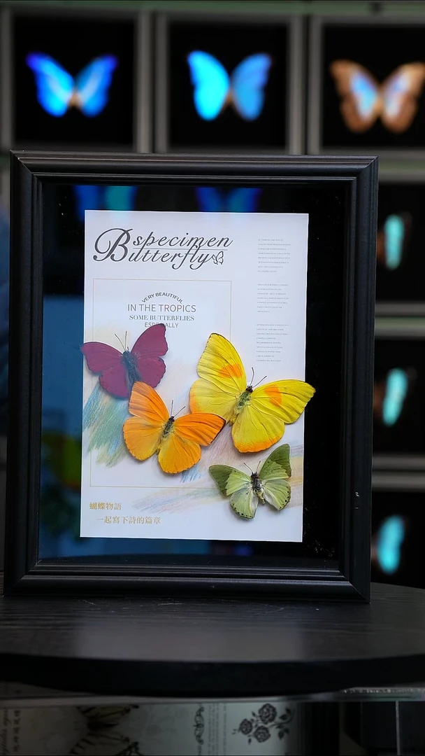 四色蝴蝶标本摆件10寸