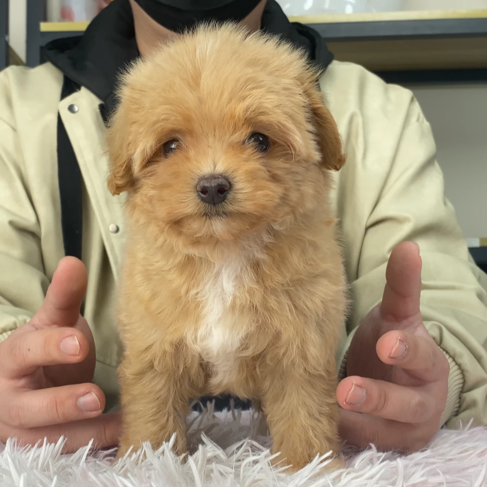 【松饼】马尔泰红白花弟弟10月18日生