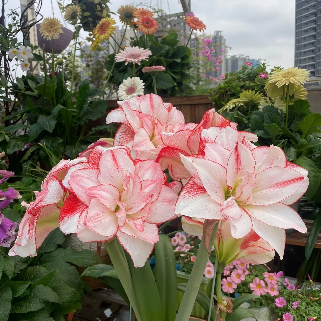 【进口荷兰朱裸球】朱顶红种球进口种球重瓣东方仙子达芙妮