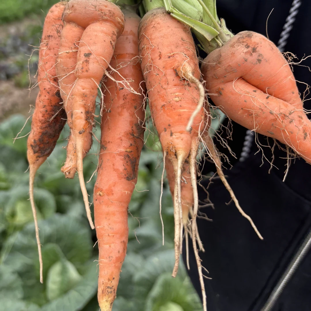 安化农家老品种红萝卜农村露天种植