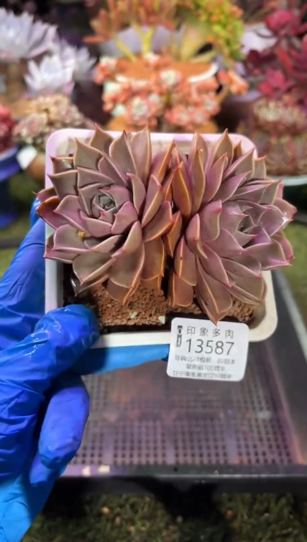 【闪购商品】13587