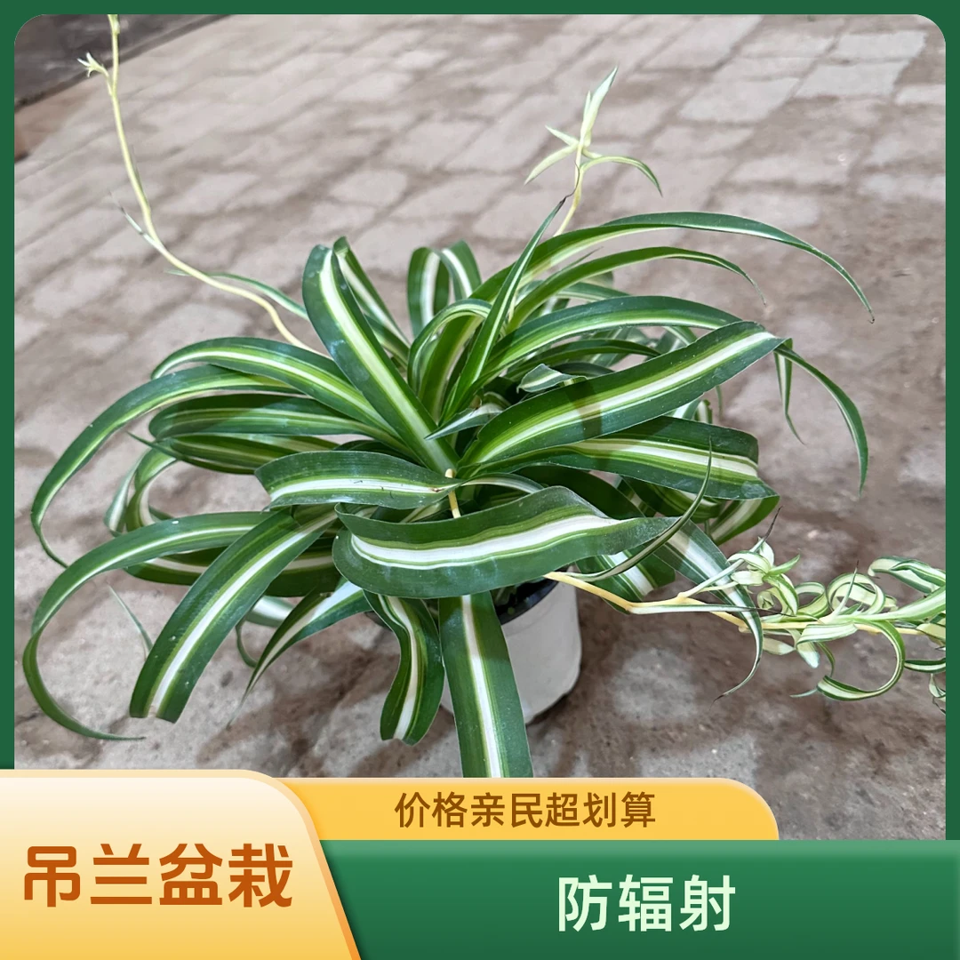 卷叶吊兰盆栽防辐射吸甲醛适合室内庭院景观省事好养垂吊植物