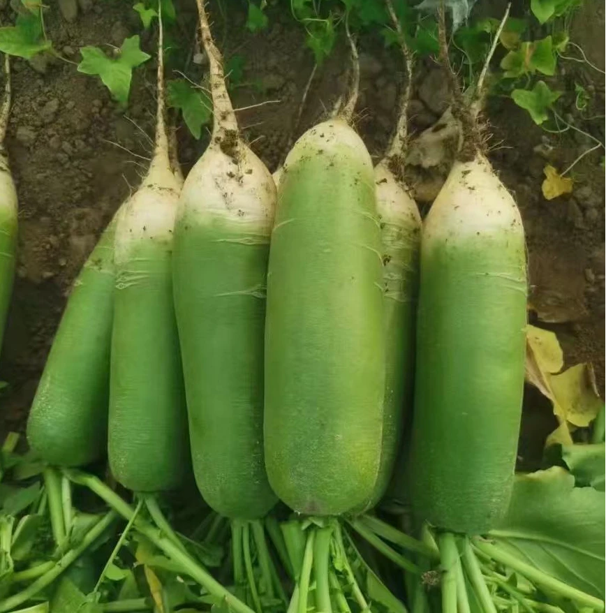 【潍坊直发】水果萝卜正宗山东潍坊脆甜多汁生吃微辣青萝卜