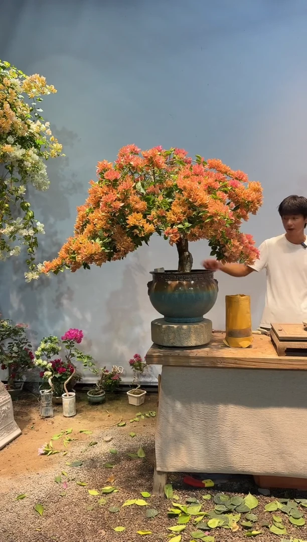 全部花朵弱**千三角梅7