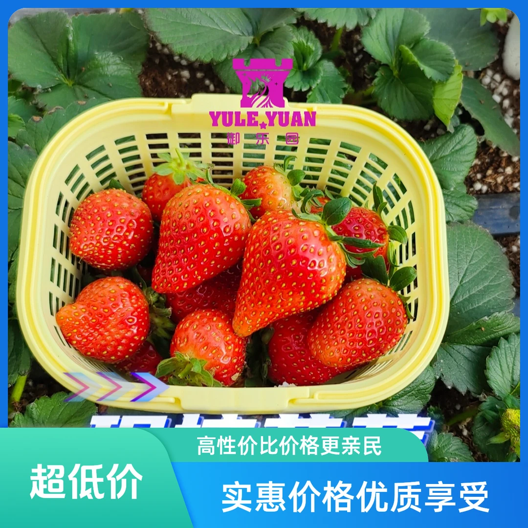 御乐园欢乐农场现摘草莓大果二斤装