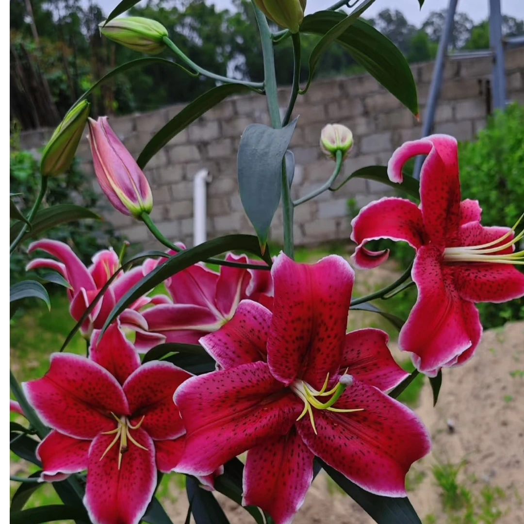 【黑美人 瑕疵球】 单瓣香水百合花种百合庭院阳台花球