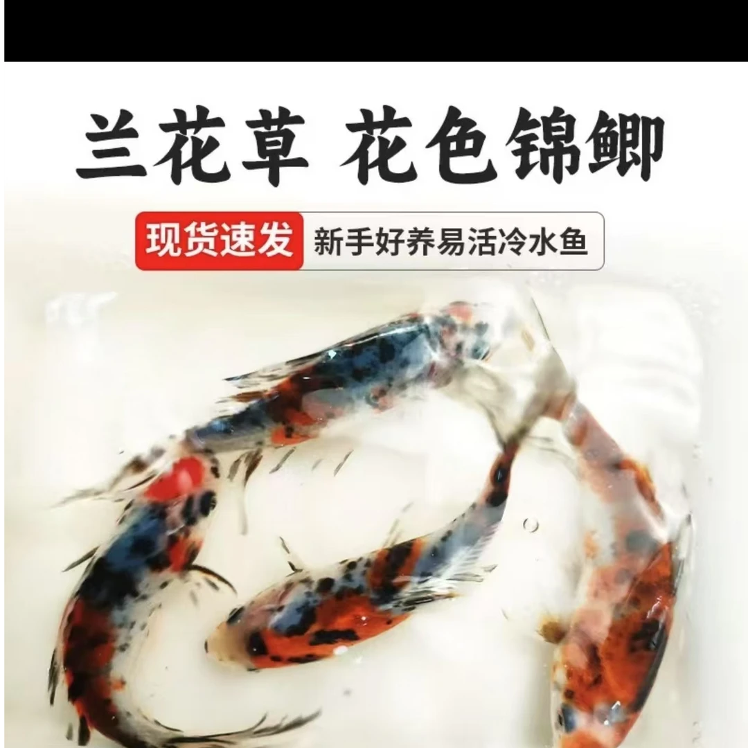 源头渔场兰花草金鱼7-9厘米7大条好养包邮包损（不指定随机搭配）