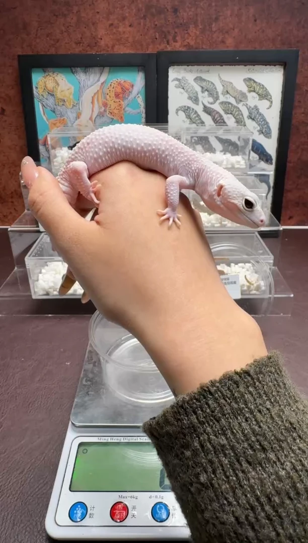 豹纹守宫鳞与尾 Scale Tail 爬宠超级雪花恶魔白酒