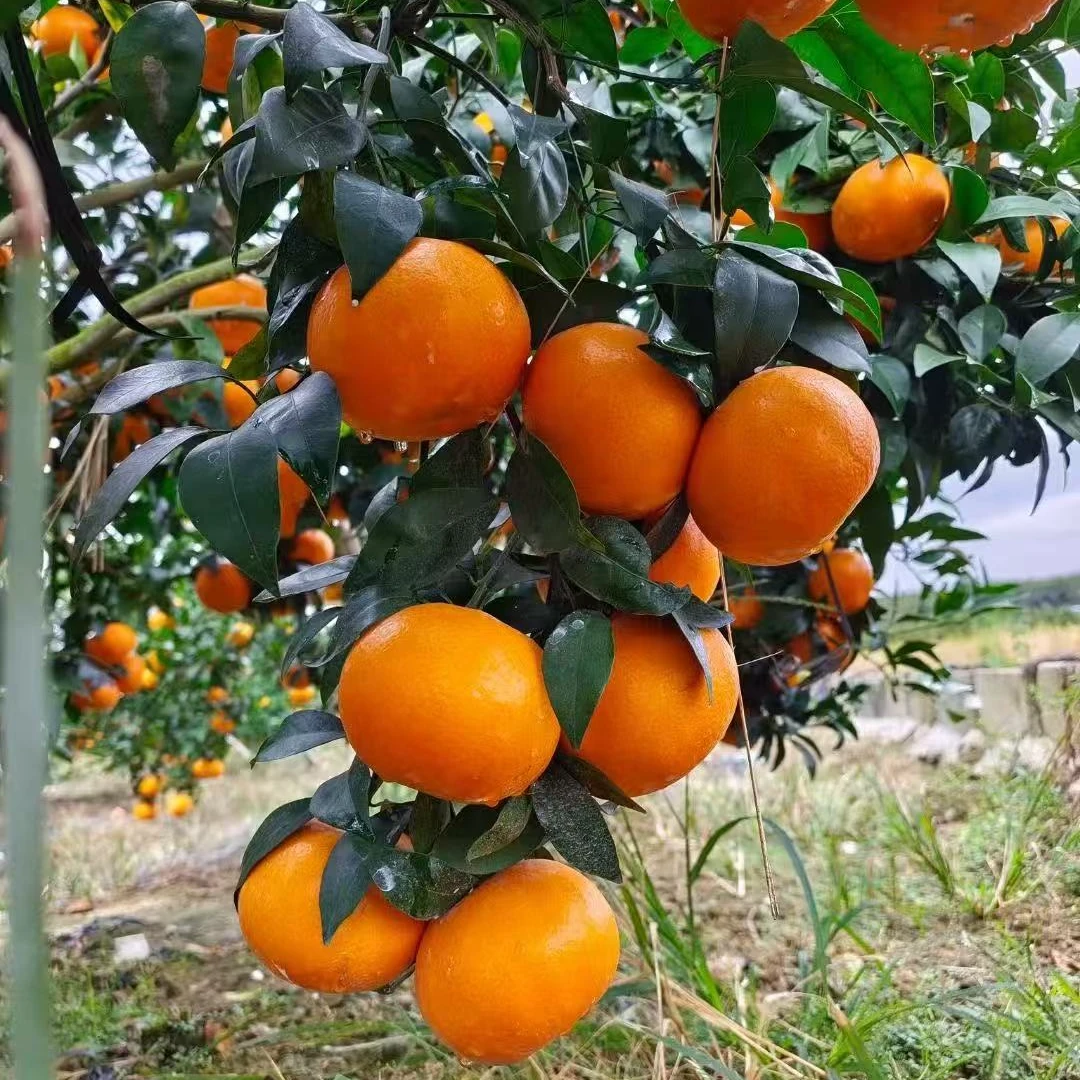 广西武鸣沃柑新鲜采摘应季鲜果薄皮【坏果包赔】