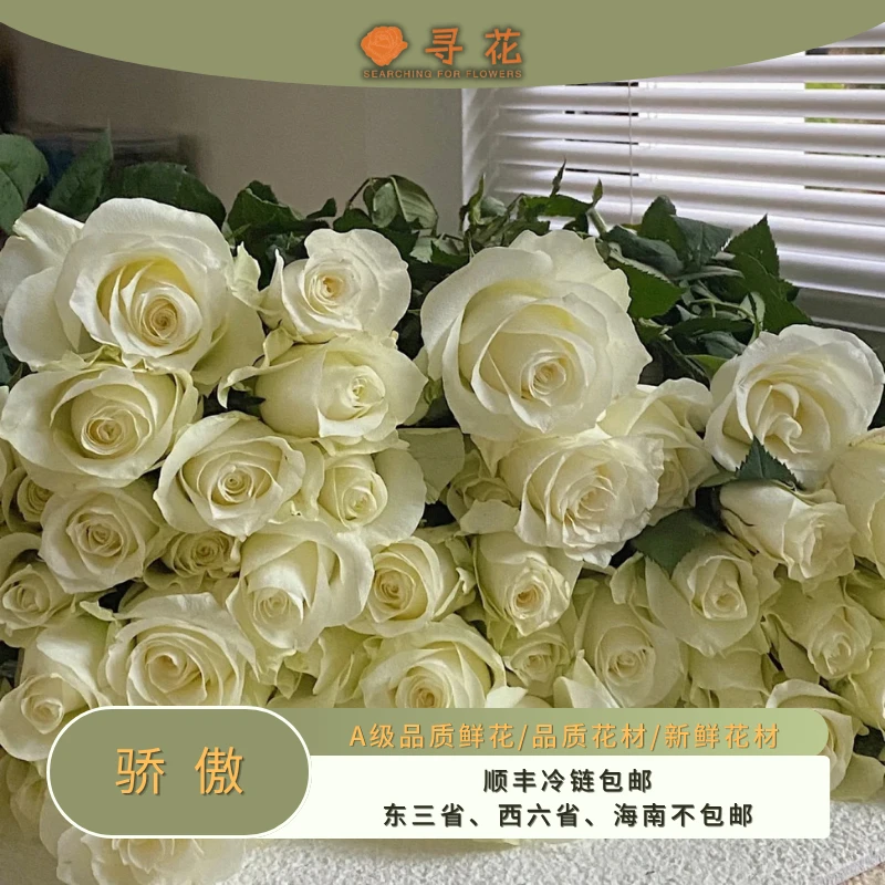 骄傲-A级单头玫瑰-云南鲜切玫瑰花鲜花-云南昆明斗南基地直发切花